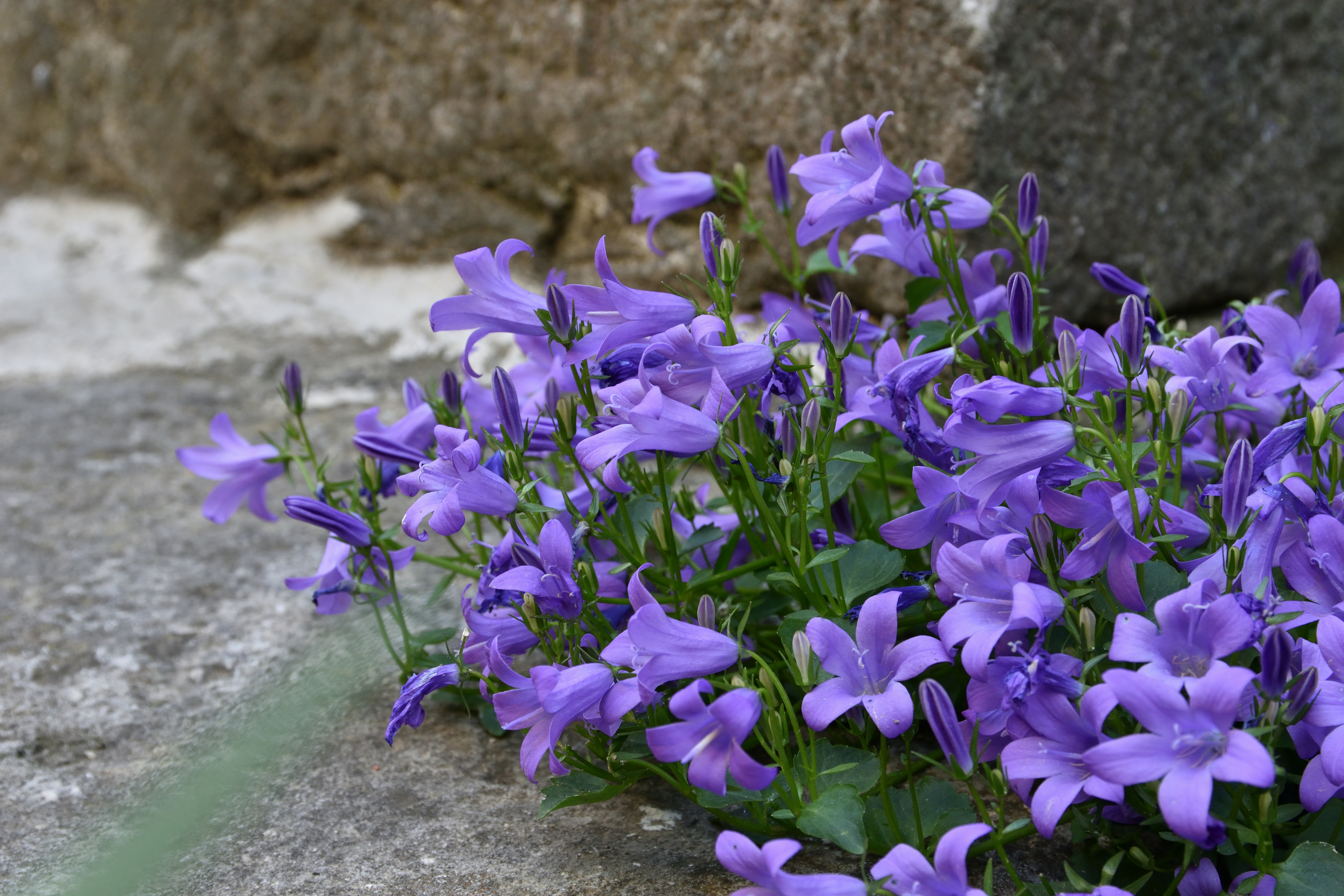 A bunch of purple flowers growing out of a rock photo – Free Wallpaper ...