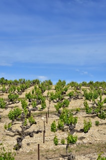 a group of trees that are in the dirt