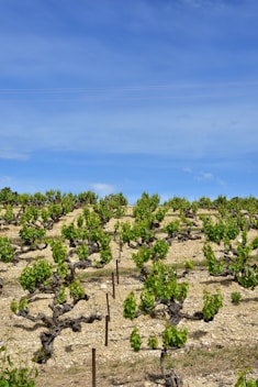a group of trees that are in the dirt