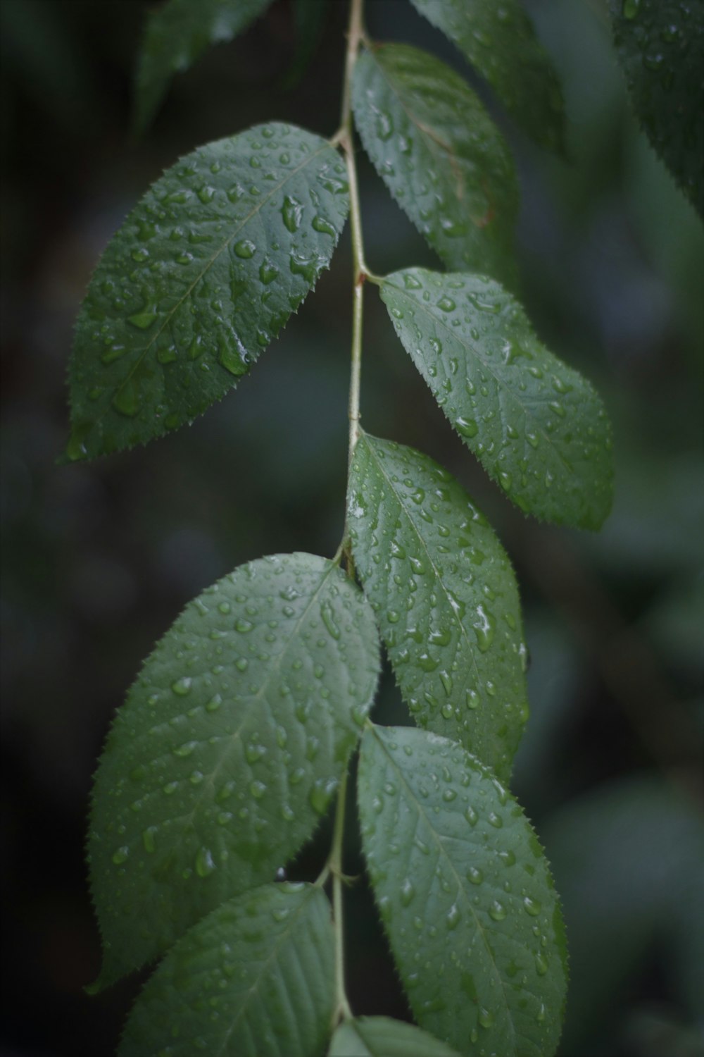 a green leaf with water droplets on it