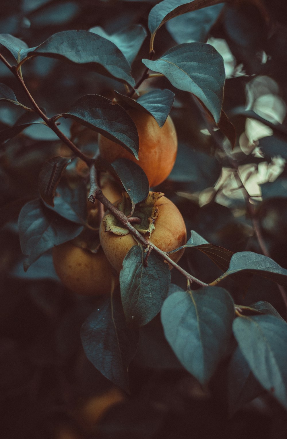 a bunch of fruit hanging from a tree branch