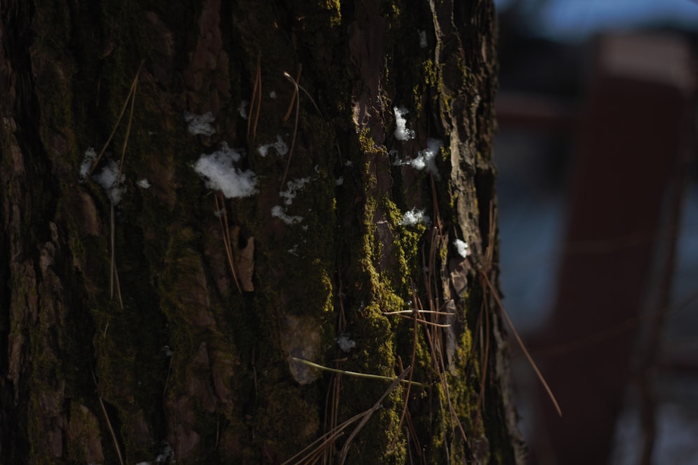 a close up of a tree with snow on it