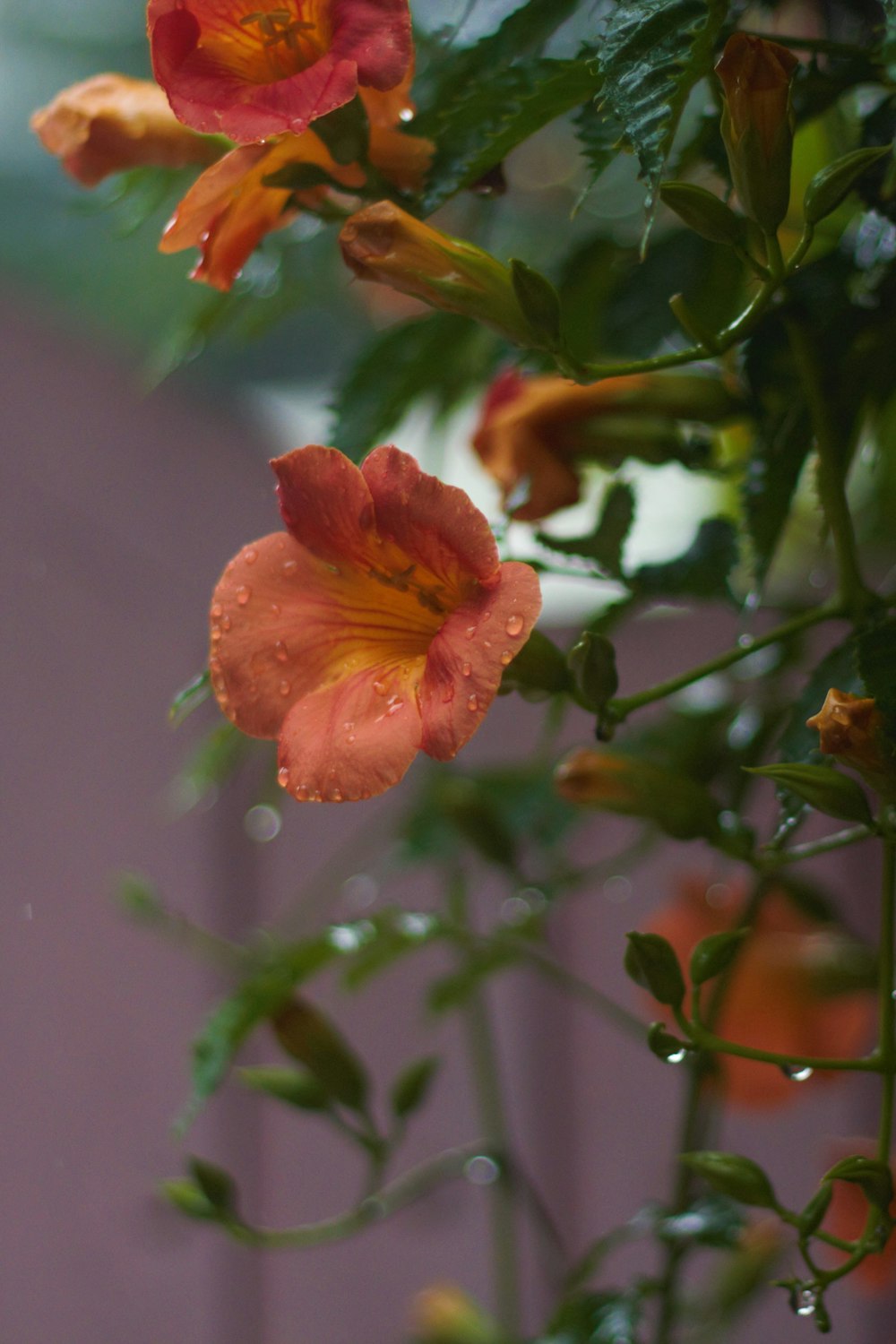 a close up of a flower with water droplets on it