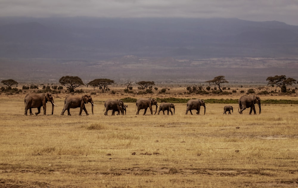 a herd of elephants walking across a dry grass field