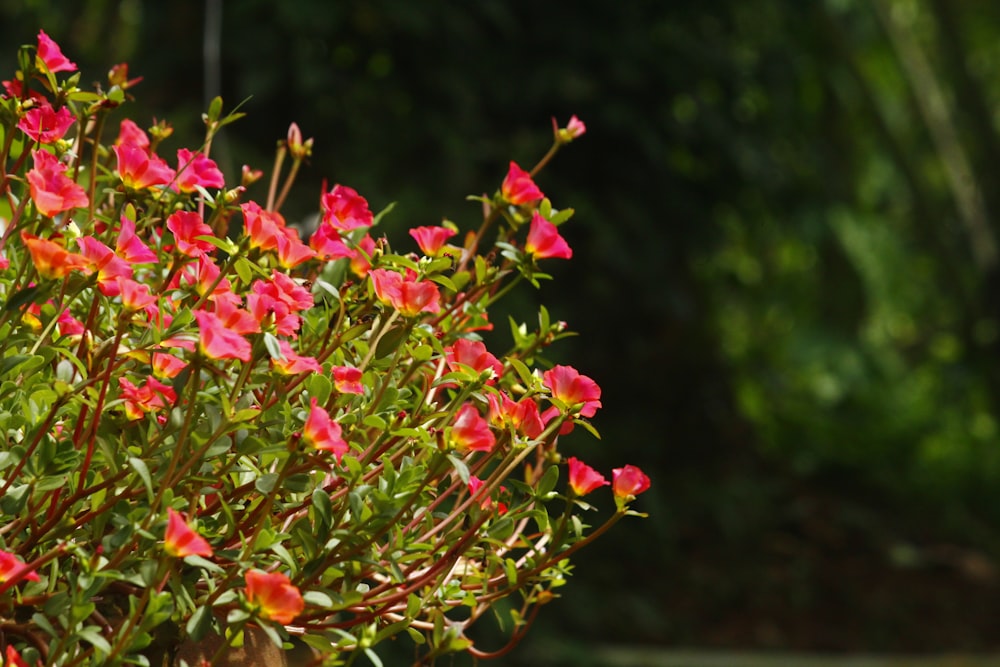 a bush of red flowers with green leaves