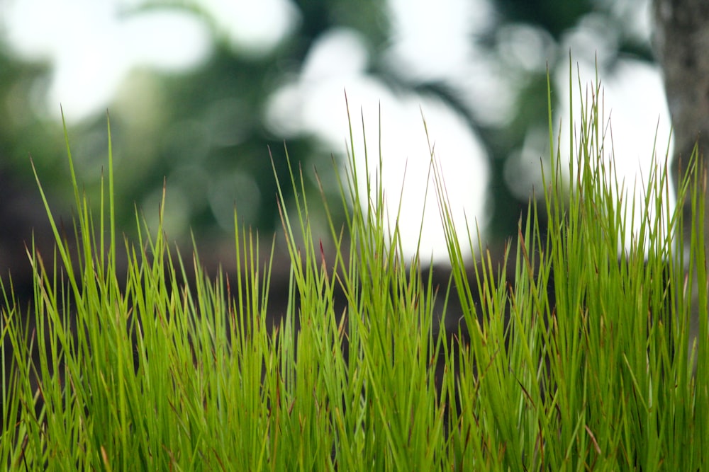 a close up of some green grass near a tree