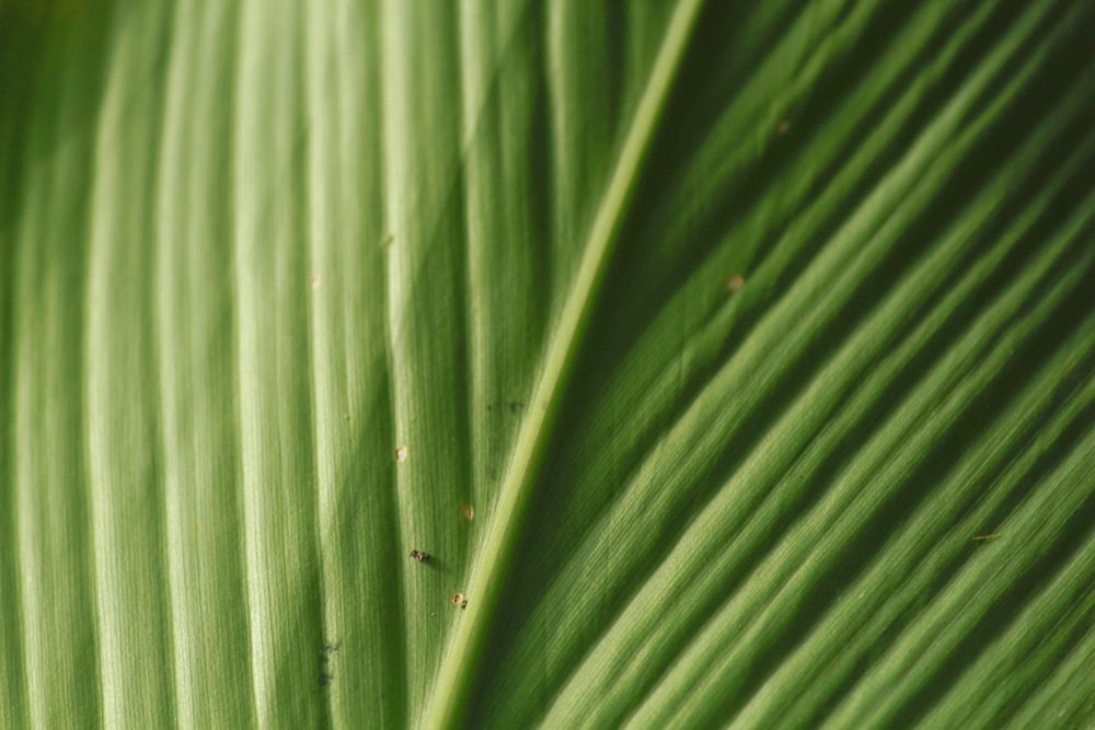 a close up of a large green leaf