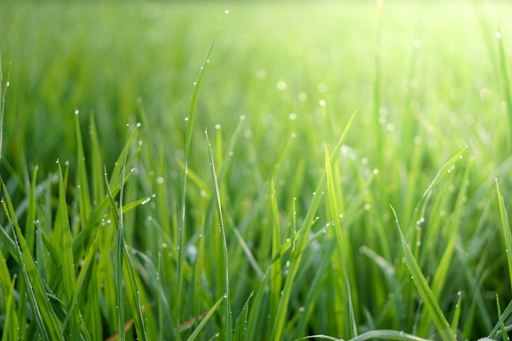 a close up of grass with water droplets on it