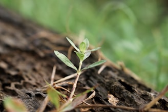 A small plant with green leaves is growing from a piece of bark on the forest floor. The background is blurred with shades of green, suggesting a natural, lush environment. The focus is on the plant, with details of the leaves and the texture of the bark clearly visible.
