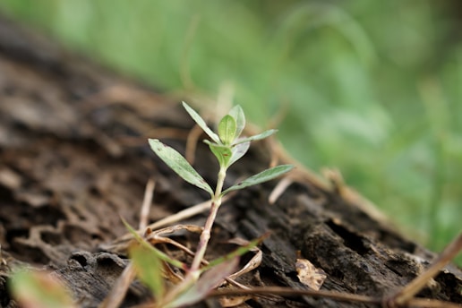 A small plant with green leaves is growing from a piece of bark on the forest floor. The background is blurred with shades of green, suggesting a natural, lush environment. The focus is on the plant, with details of the leaves and the texture of the bark clearly visible.