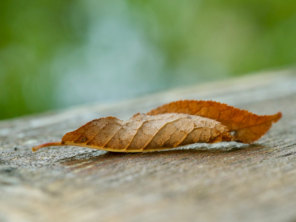 a single leaf laying on a wooden surface