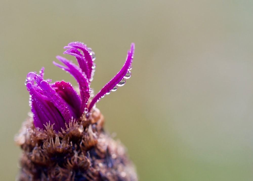 a close up of a purple flower with drops of water on it