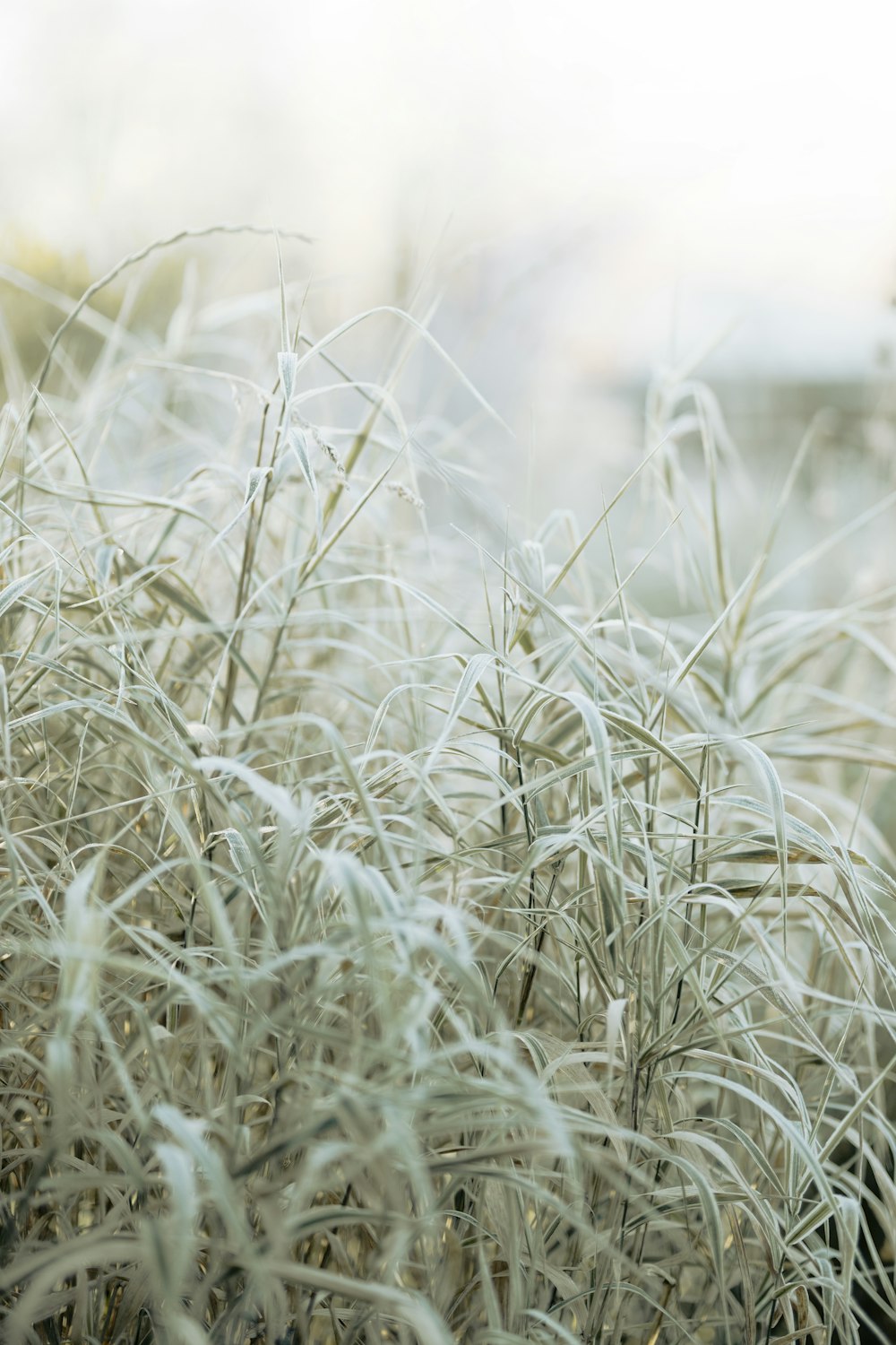 a close up of a bunch of tall grass