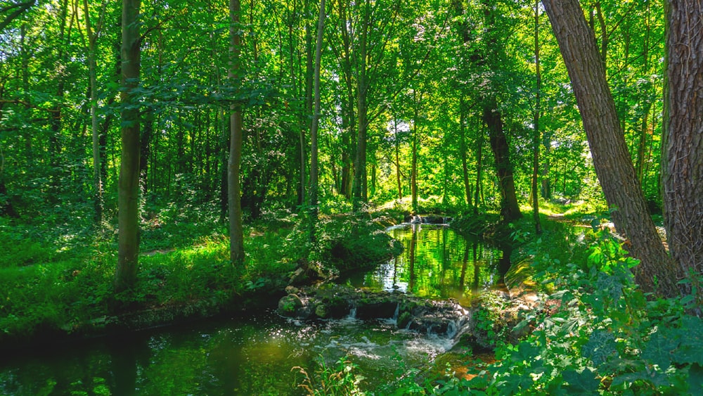 a stream running through a lush green forest