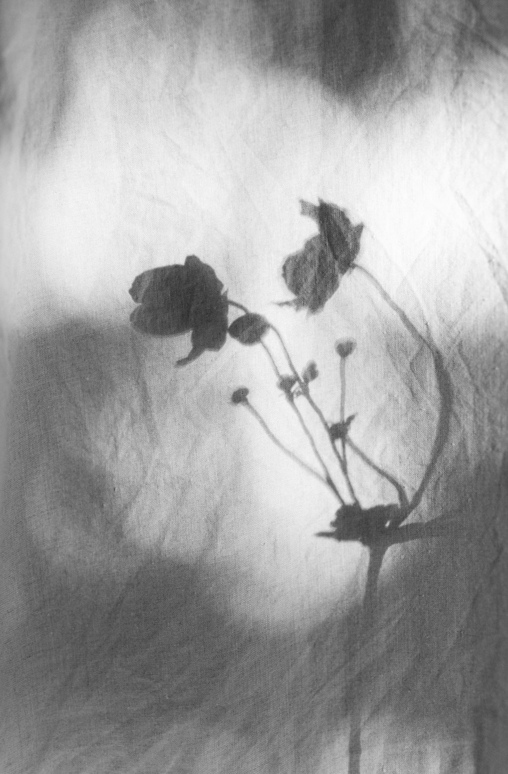 a black and white photo of some flowers