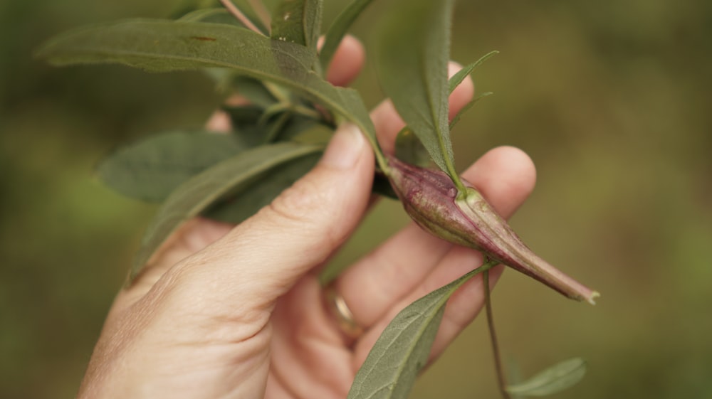 Una persona sosteniendo una hoja con un insecto arrastrándose sobre ella