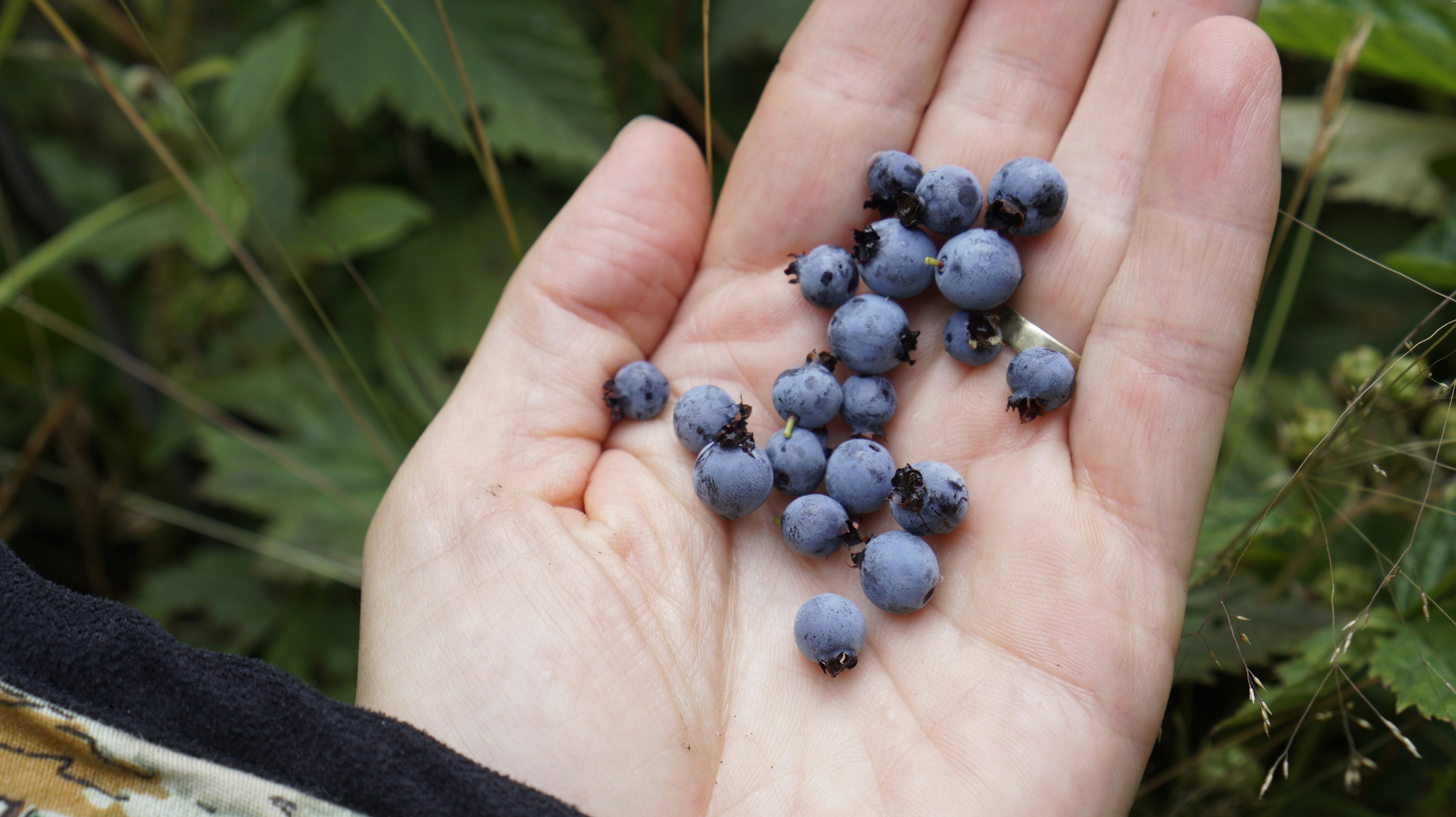 Photo by greenprophet