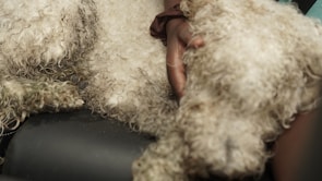 A close-up of a curly-haired dog being held by a person's hand. The fur is light in color and appears slightly wet or matted. Part of the hand is visible, gently supporting the dog's body.