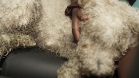 A close-up of a curly-haired dog being held by a person's hand. The fur is light in color and appears slightly wet or matted. Part of the hand is visible, gently supporting the dog's body.