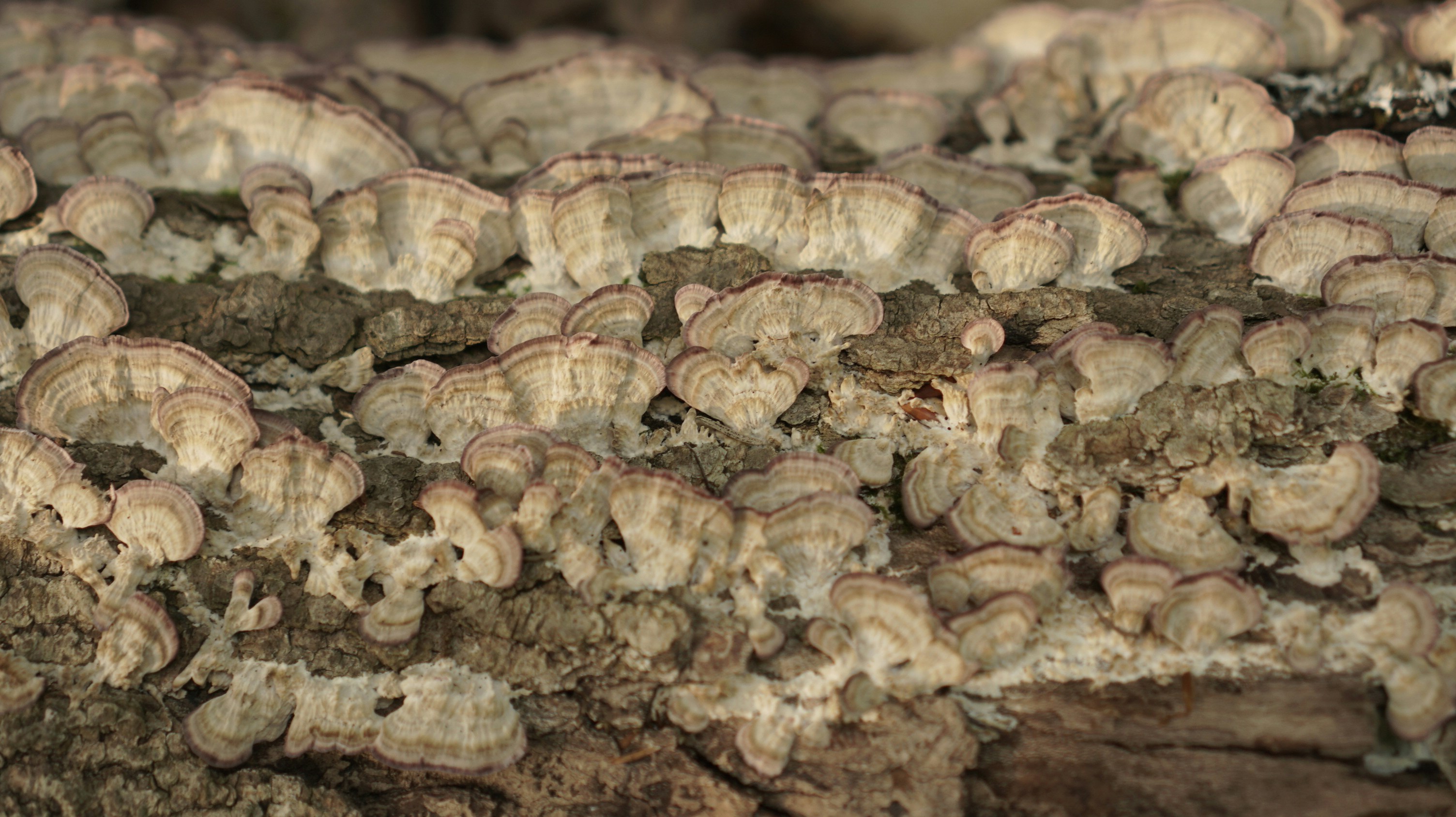 Photo by greenprophet