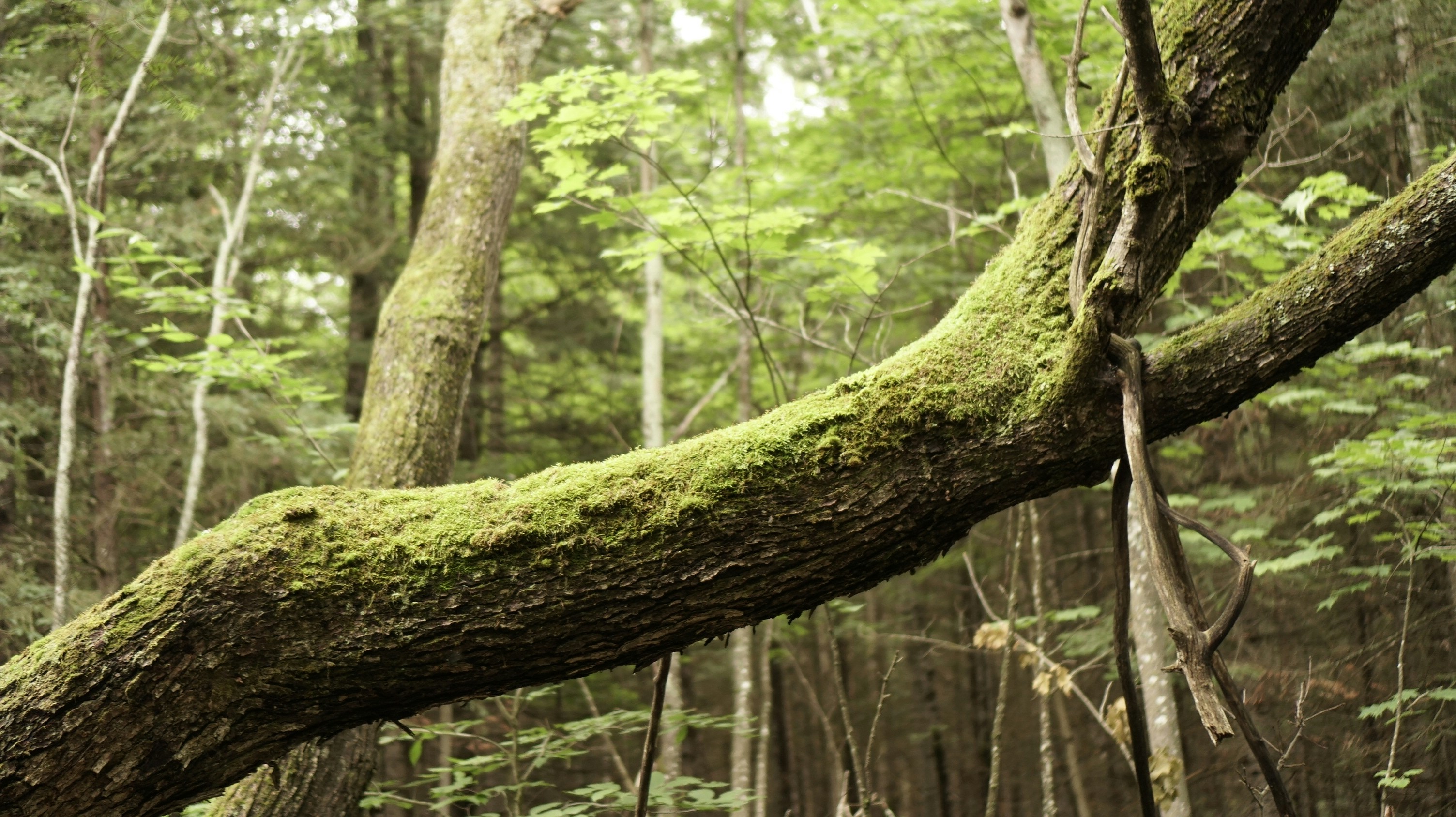 Photo by greenprophet