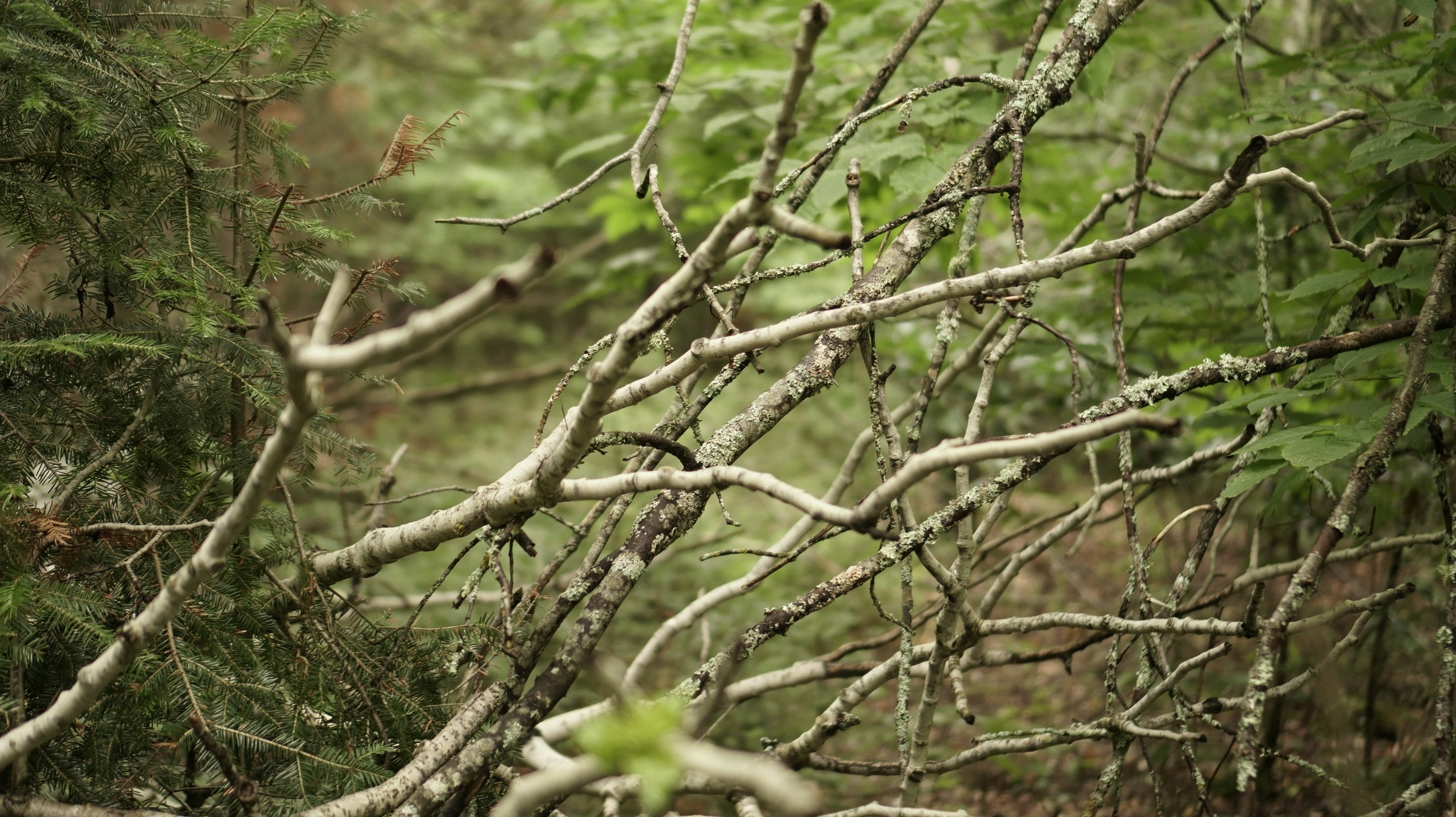 Photo by greenprophet