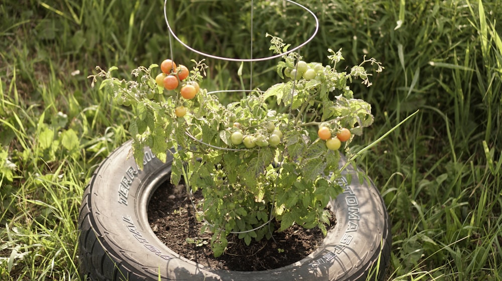 a tire planter with tomatoes growing in it