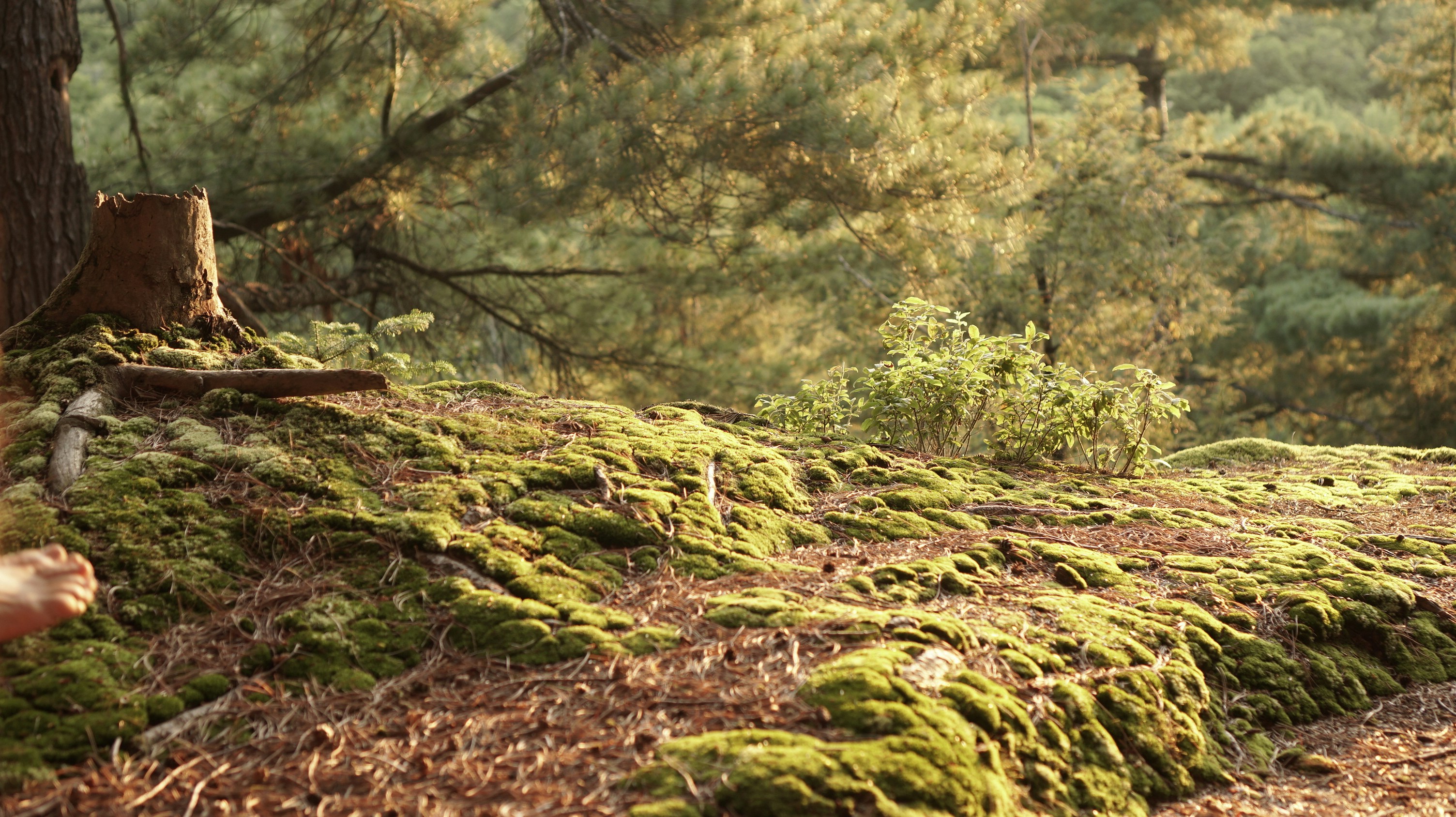 Photo by greenprophet