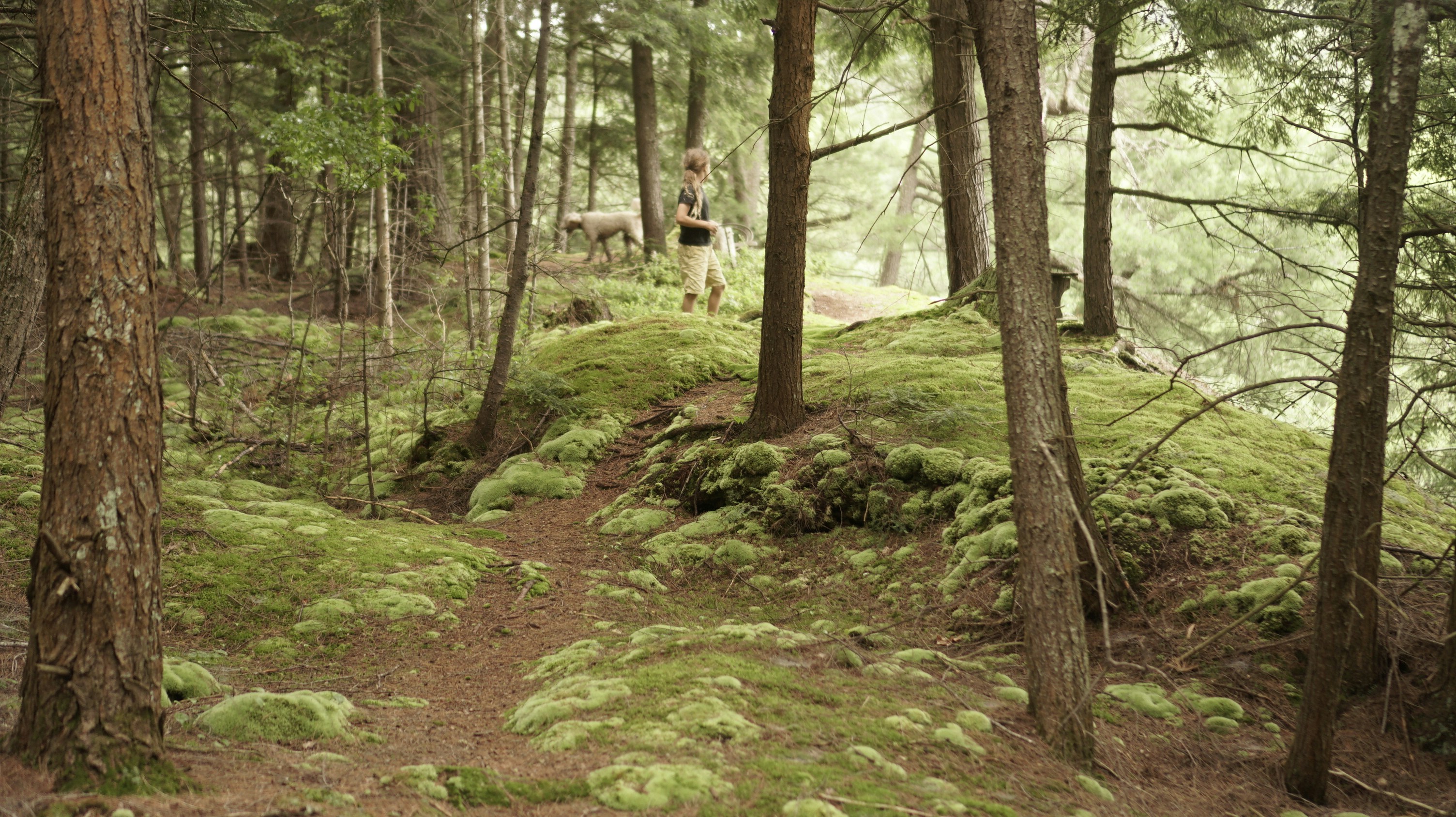 a person walking down a trail in the woods
