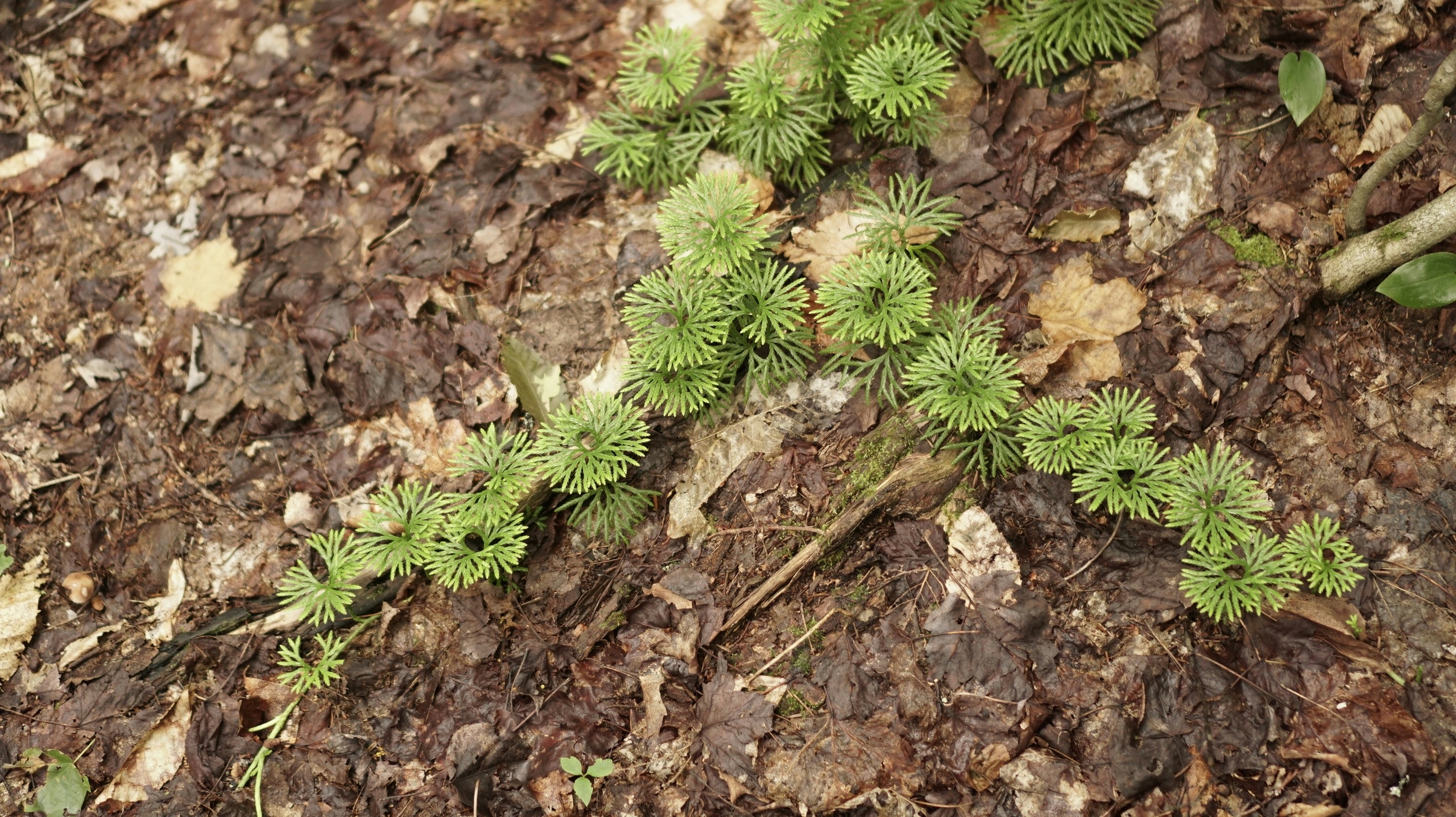 Photo by greenprophet