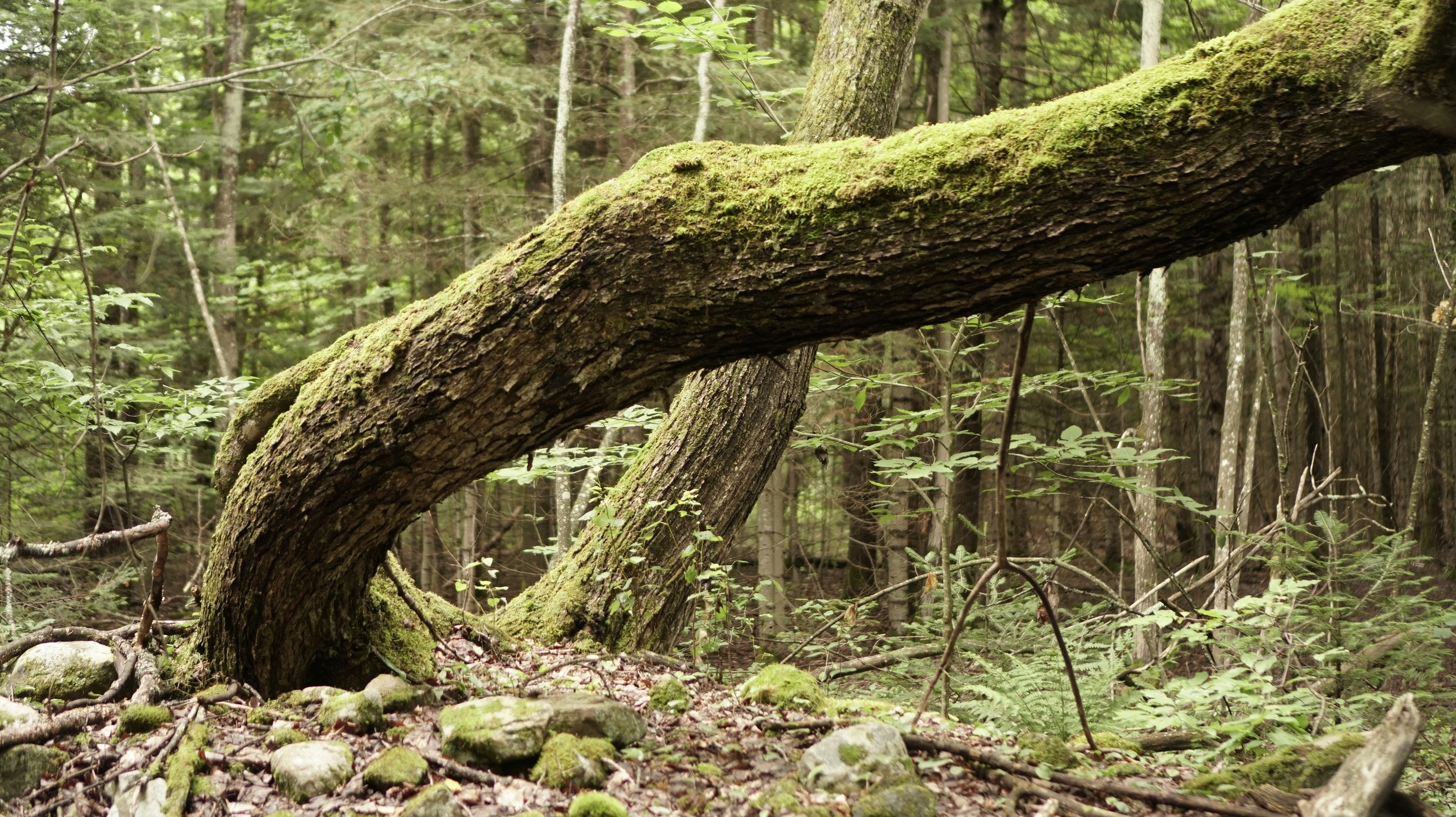 Photo by greenprophet