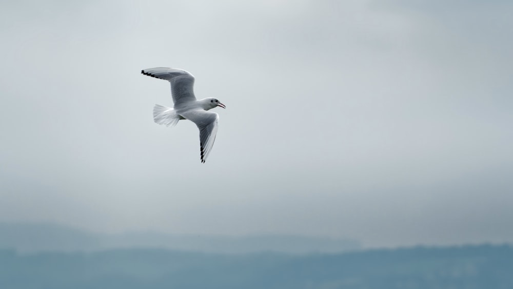 Eine Möwe, die am Himmel fliegt, mit Bergen im Hintergrund