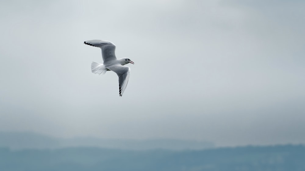 a seagull flying in the sky with mountains in the background