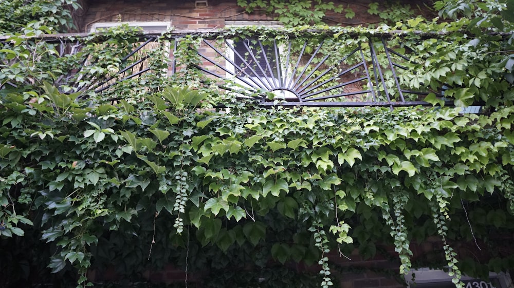a building covered in vines with a window