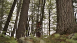 A forestry worker carefully inspecting tall pine trees in a dense forest.