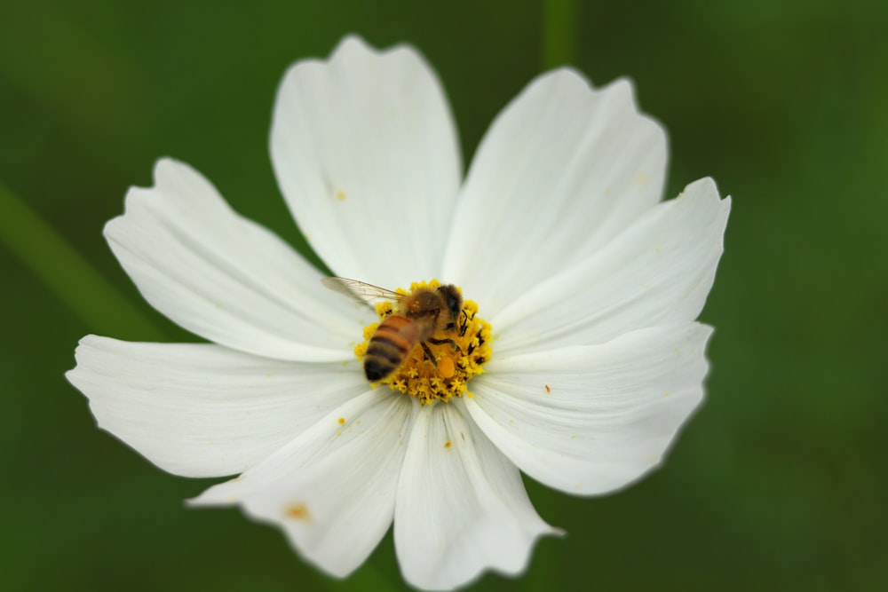 Un'ape è seduta su un fiore bianco