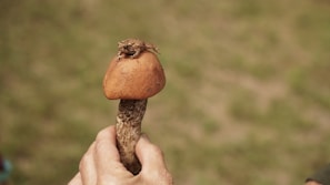 a person holding a mushroom in their hand phallic symbol