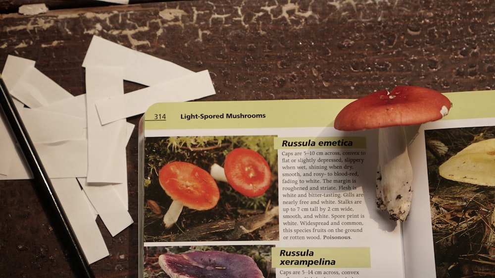 a mushroom on a page of a book