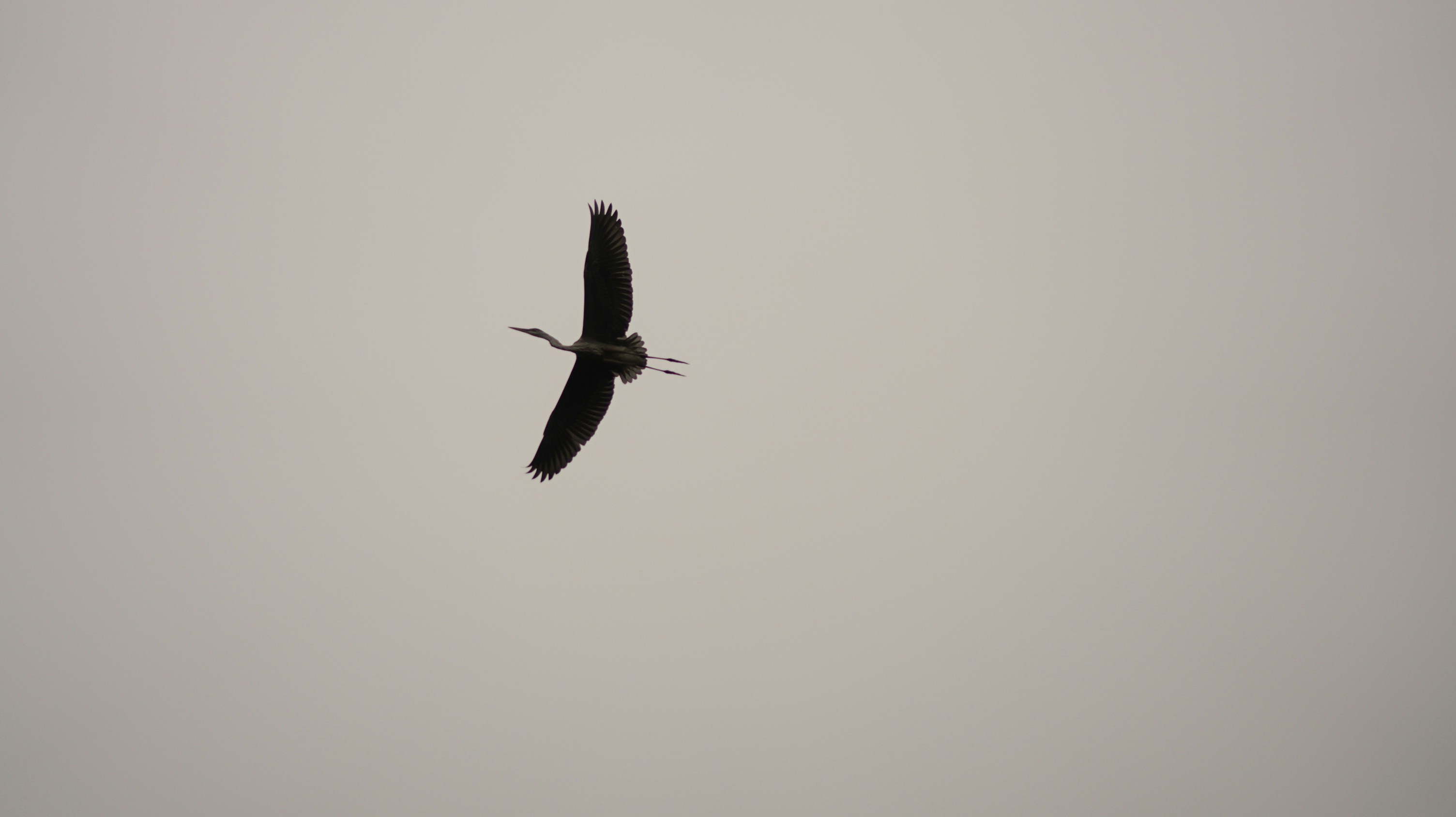 Photo by greenprophet