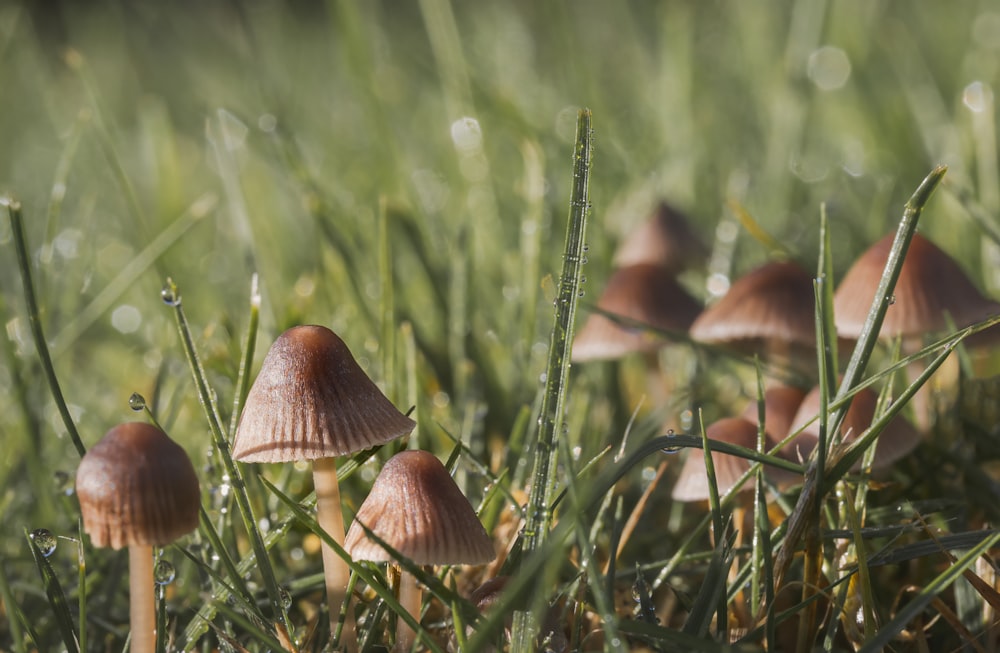 a group of small mushrooms in the grass