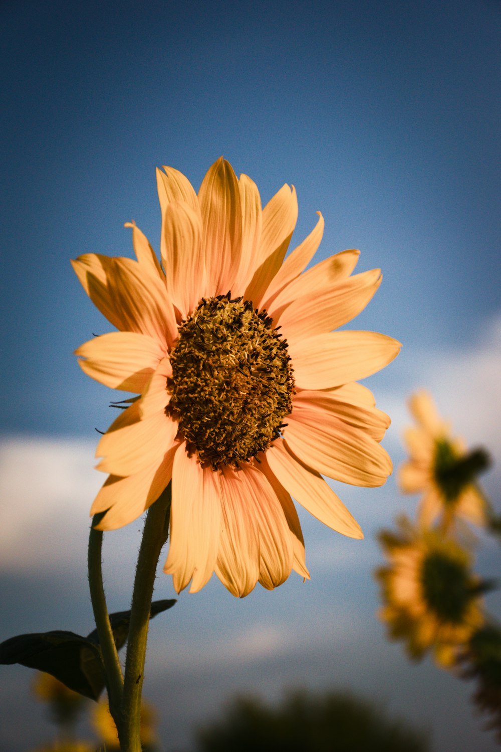 a large sunflower with a blue sky in the background