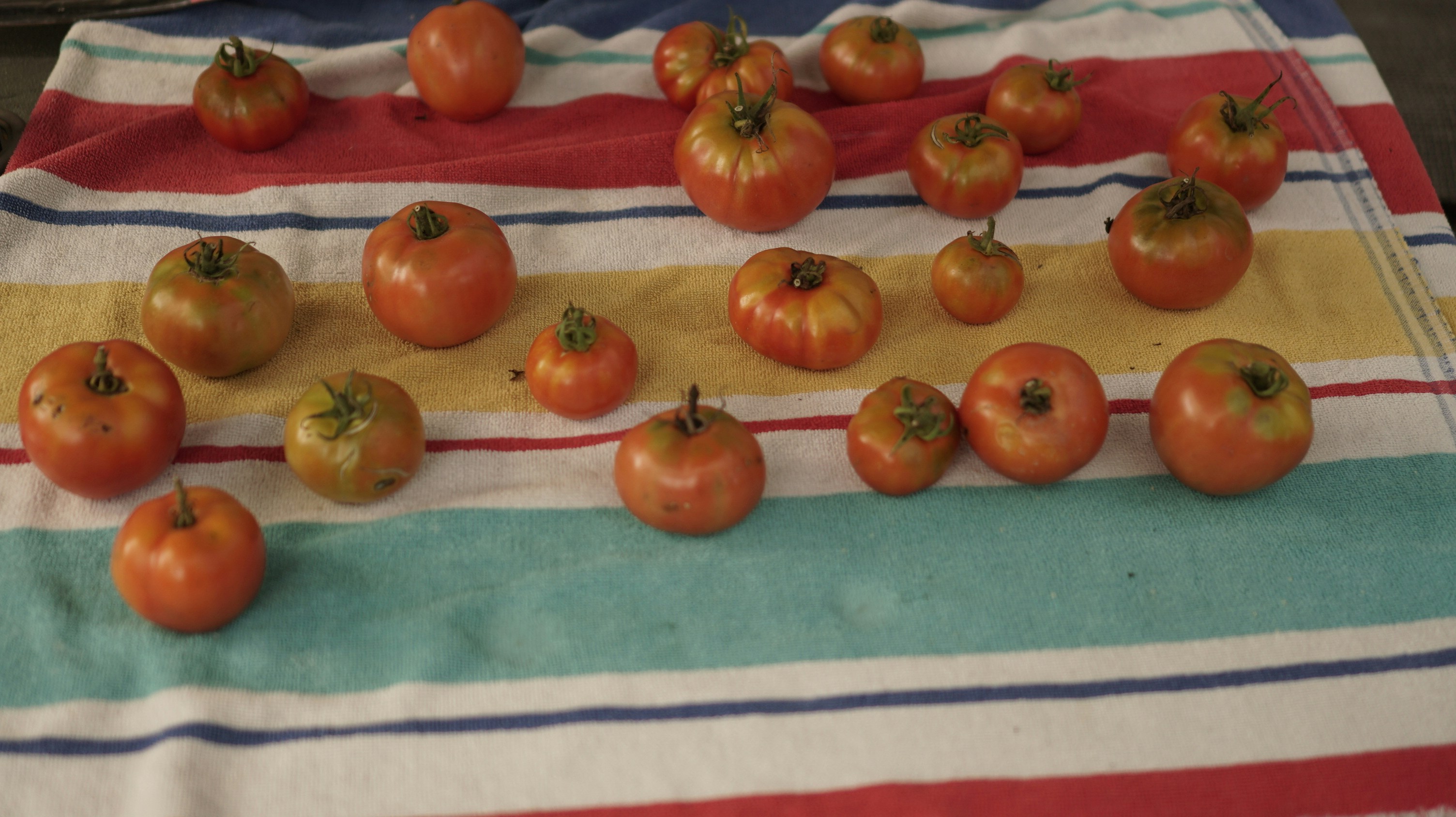 a bunch of tomatoes on a towel on a table