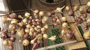 a bunch of garlic being cooked on a grill