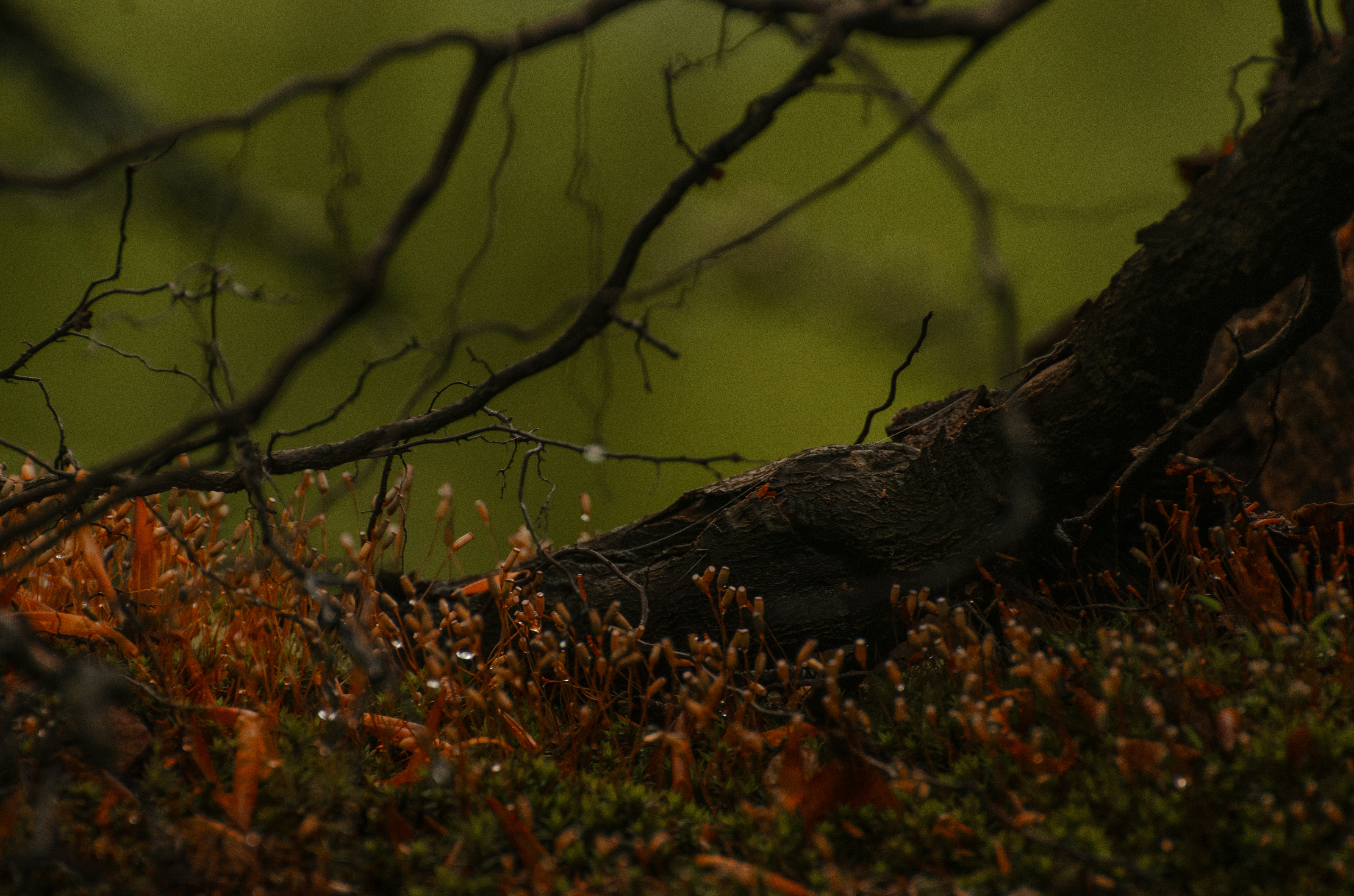 Photo by viktortalashuk