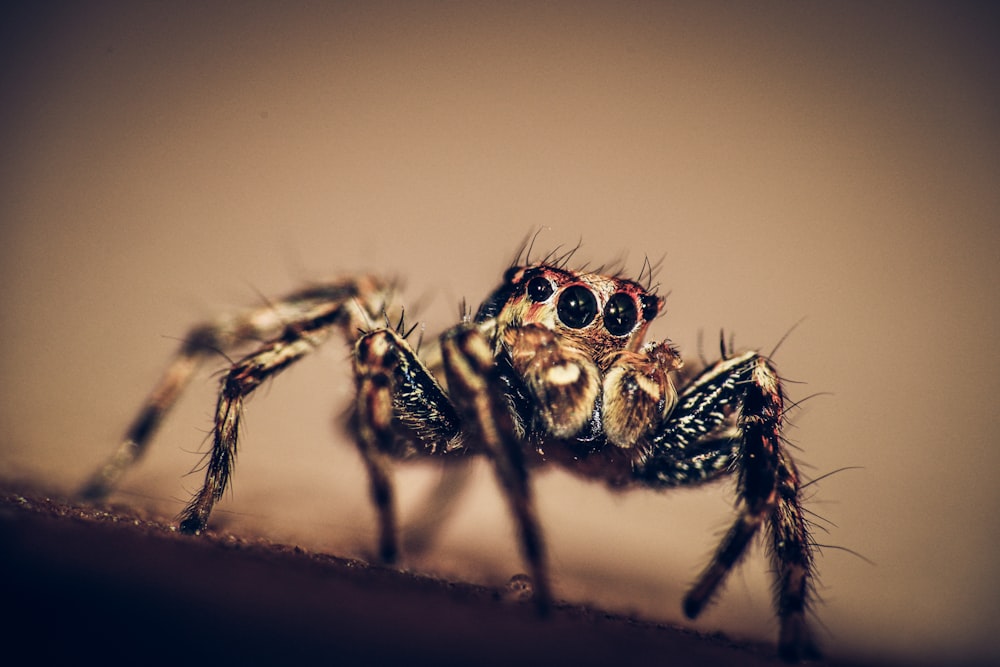 a close up of a jumping spider on a wall
