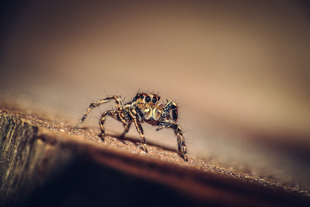 a close up of a jumping spider on a wall