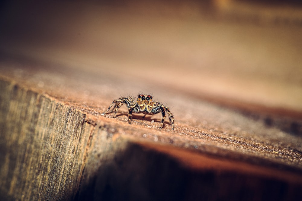 a small spider sitting on top of a piece of wood