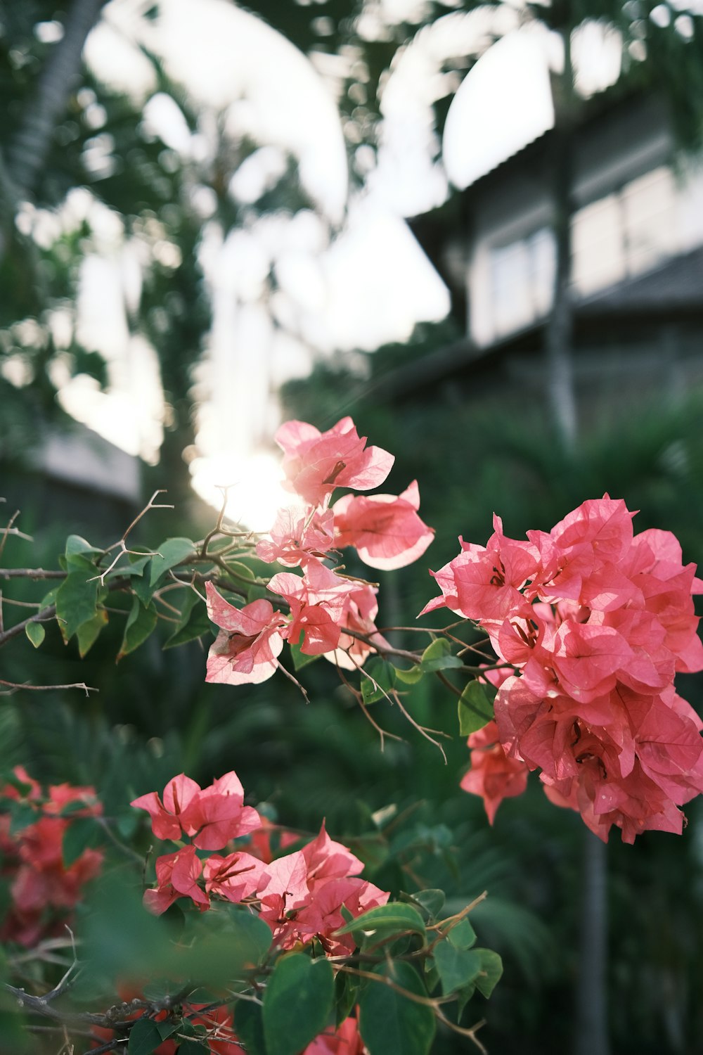 pink flowers are blooming in front of a house