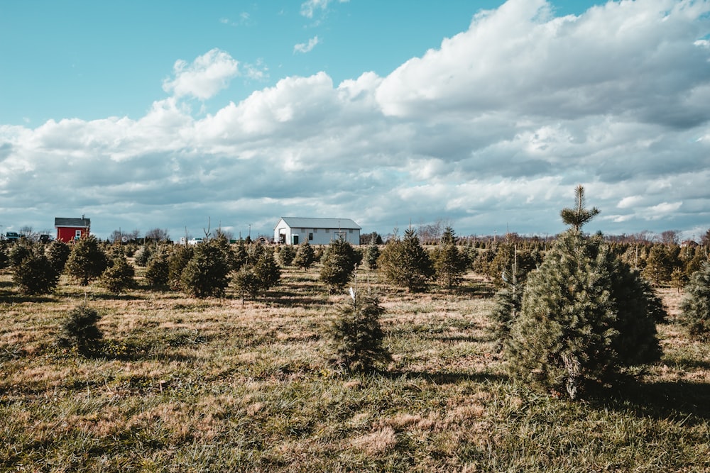 a field full of trees with a house in the background