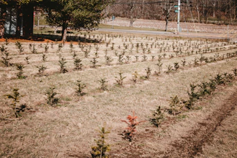 a field of small trees in the middle of a field